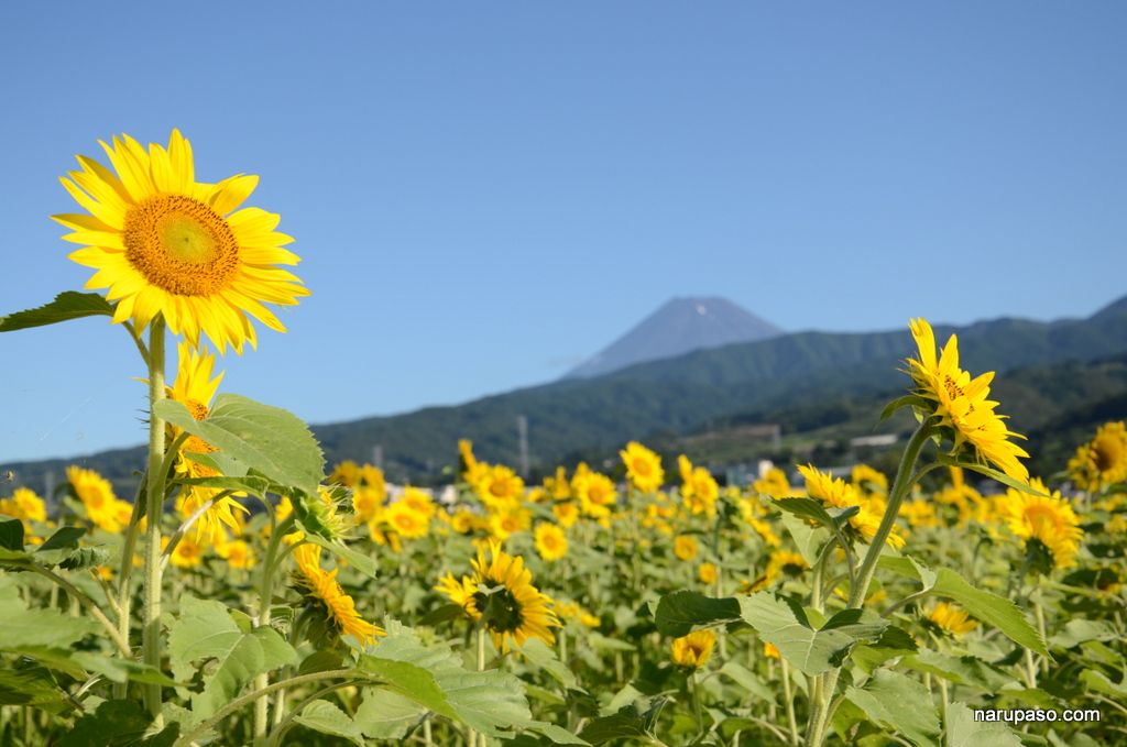 ひまわりの花と富士山