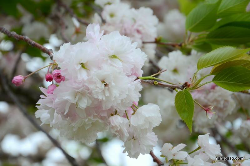 富士中央公園の桜