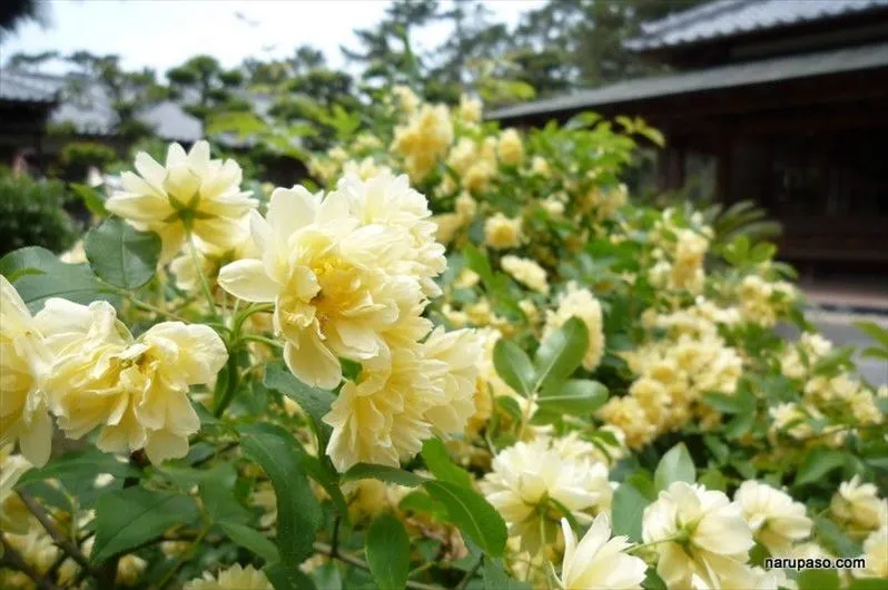 写真 7