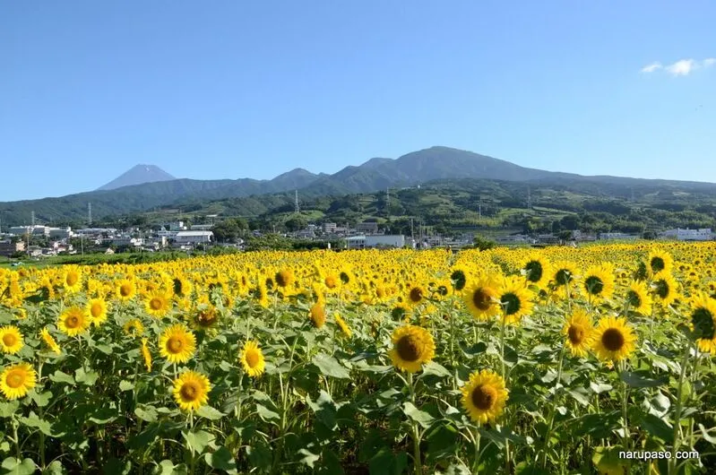 写真 11