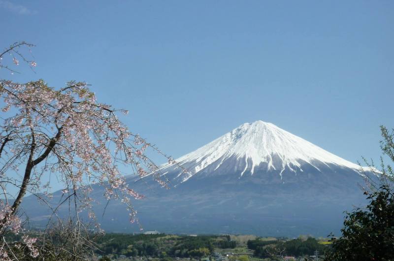 富士宮の富士山と桜